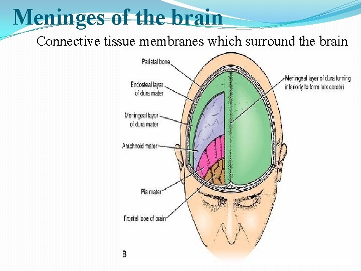 Meninges of the brain Connective tissue membranes which surround the brain Dura mater §