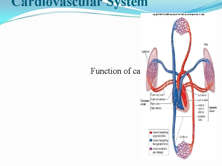 Cardiovascular System It consists of Ø Blood § Heart § Blood Vessels § Function