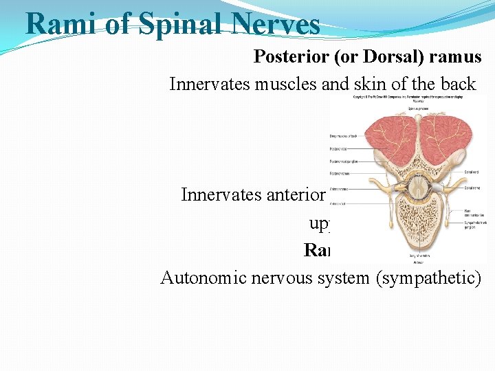 Rami of Spinal Nerves Posterior (or Dorsal) ramus Innervates muscles and skin of the