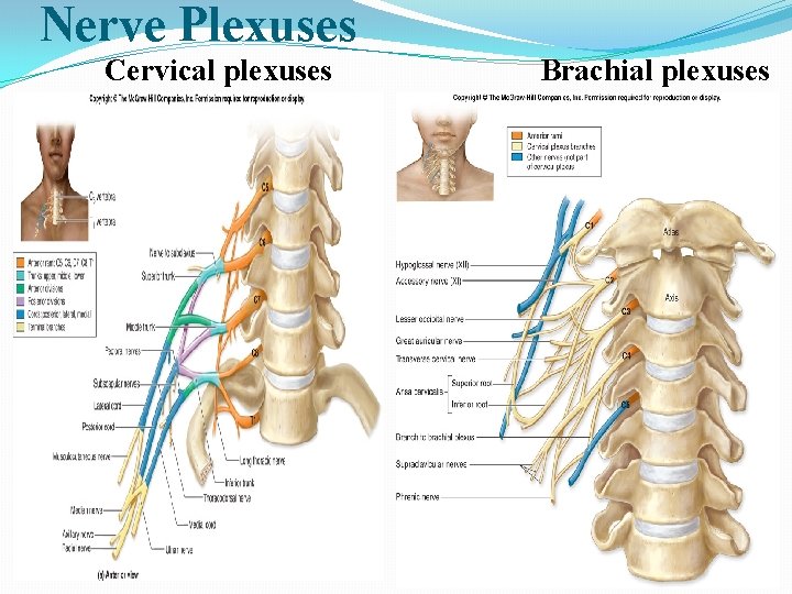 Nerve Plexuses Cervical plexuses Brachial plexuses 