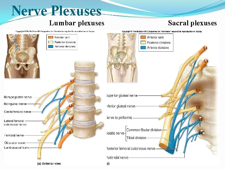 Nerve Plexuses Lumbar plexuses Sacral plexuses 