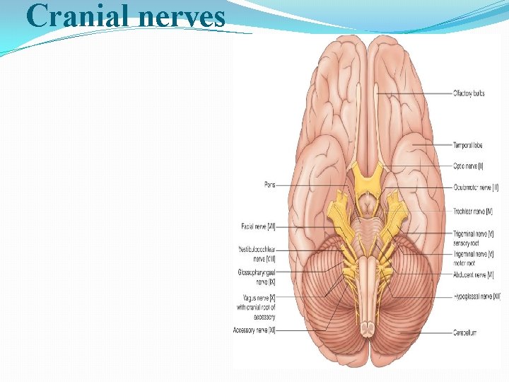 Cranial nerves 12 pairs of nerves 1. Olfactory nerve 2. Optic nerve 3. Oculomotor