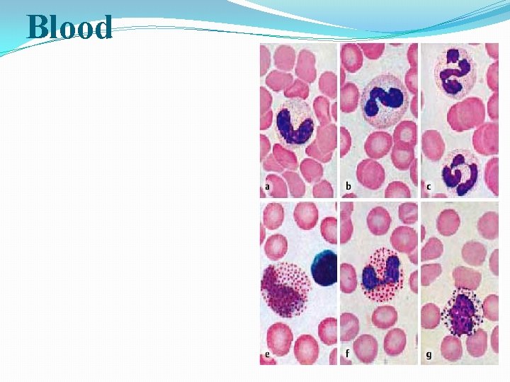 Blood It consists of Blood CellsØ Red Blood Cells (RBCs) § White Blood Cells