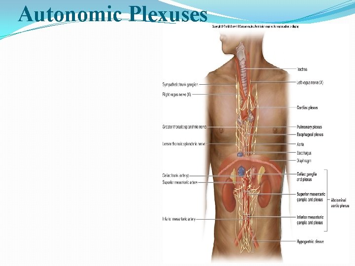 Autonomic Plexuses Cardiac plexus Ø Pulmonary PlexusØ Abdominal aortic plexusØ Hypogastric plexusØ 