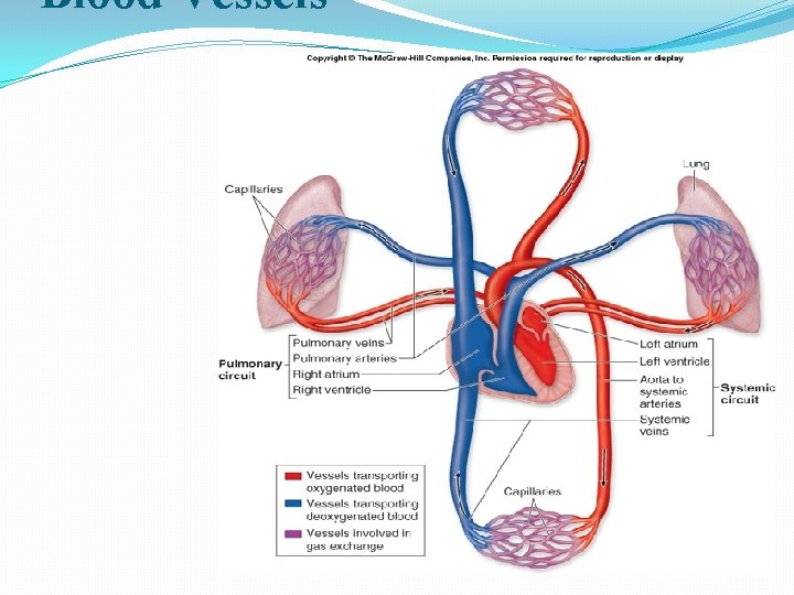 Blood Vessels It includes ArteriesØ VeinsØ CapillariesØ 