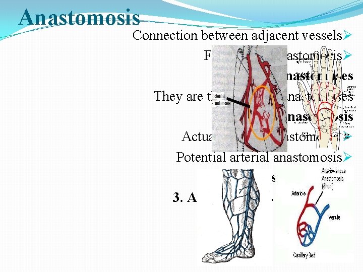 Anastomosis Connection between adjacent vesselsØ Function of anastomosisØ Types of anastomoses They are three