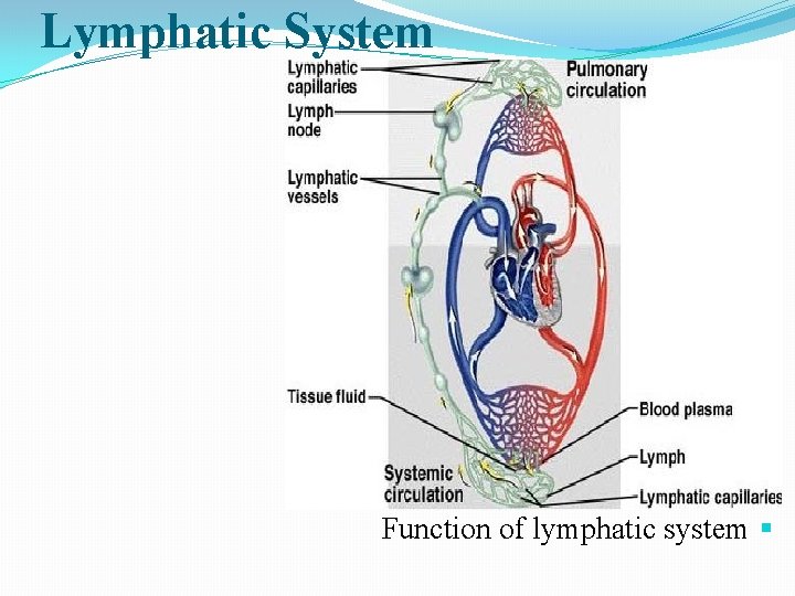 Lymphatic System It consists of Lymph FluidØ Lymph vesselsØ Lymph capillaries § Lymphatic ducts