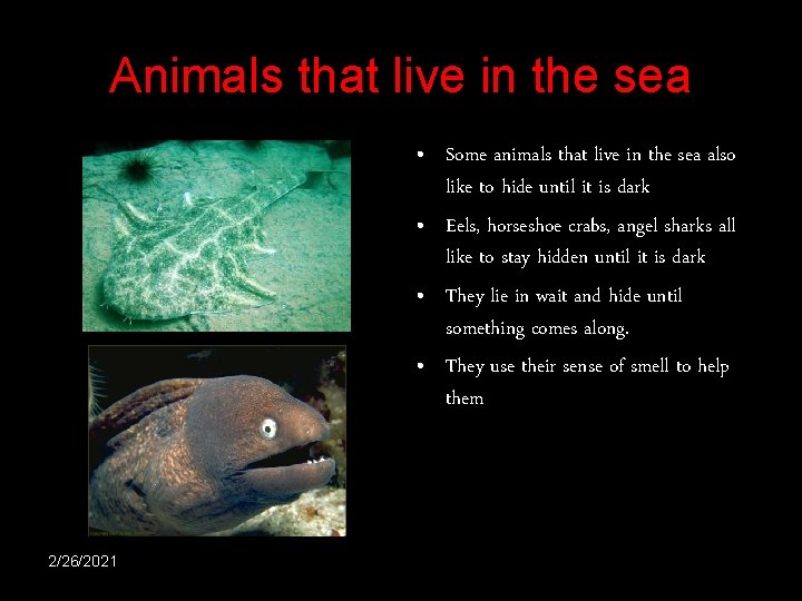 Animals that live in the sea • Some animals that live in the sea Animals that live in the sea • Some animals that live in the sea