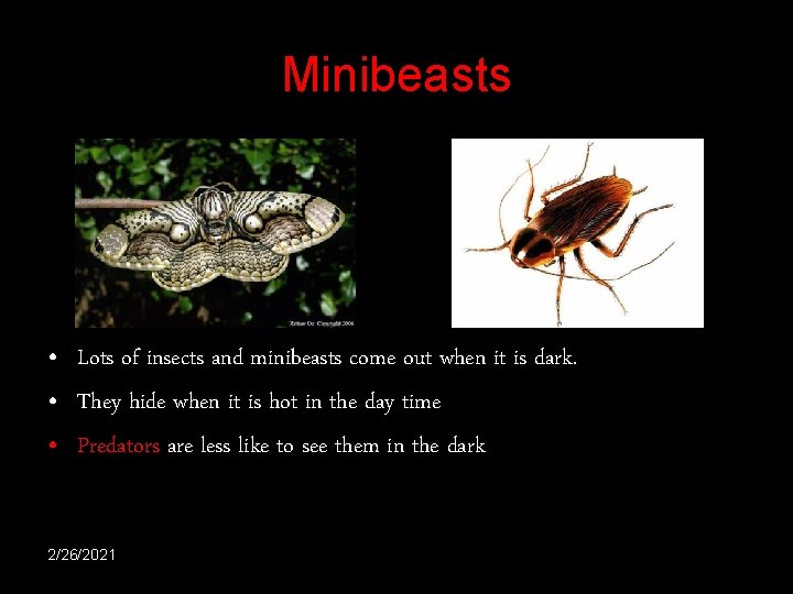 Minibeasts • Lots of insects and minibeasts come out when it is dark. • Minibeasts • Lots of insects and minibeasts come out when it is dark. •