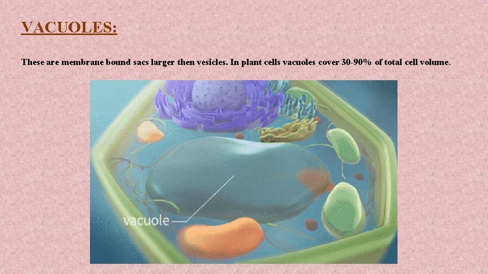 VACUOLES: These are membrane bound sacs larger then vesicles. In plant cells vacuoles cover