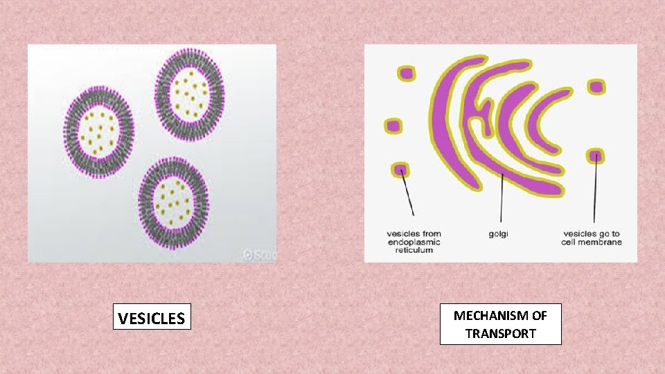 VESICLES MECHANISM OF TRANSPORT 