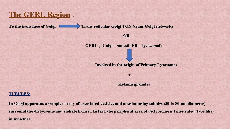 The GERL Region : To the trans face of Golgi Trans-reticular Golgi TGN (trans