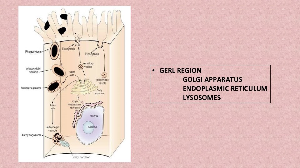  • GERL REGION GOLGI APPARATUS ENDOPLASMIC RETICULUM LYSOSOMES 