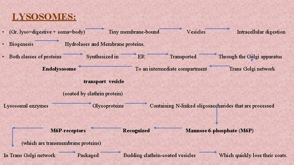 LYSOSOMES: • (Gr. lyso=digestive + soma=body) • Biogenesis Tiny membrane-bound Vesicles Intracellular digestion Hydrolases