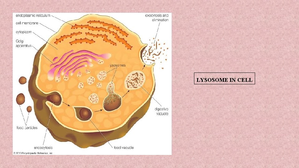 LYSOSOME IN CELL 