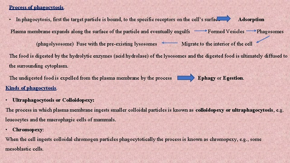 Process of phagocytosis. • In phagocytosis, first the target particle is bound, to the