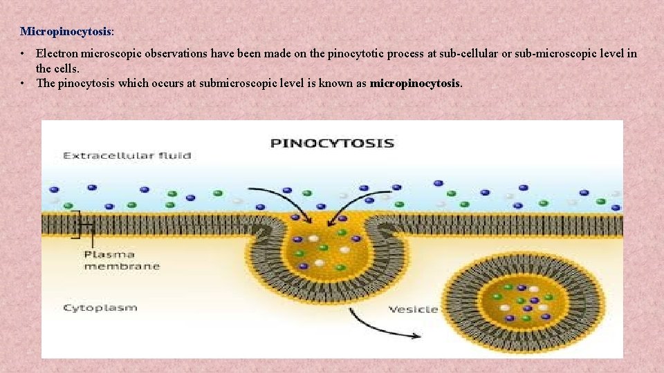 Micropinocytosis: • Electron microscopic observations have been made on the pinocytotic process at sub-cellular