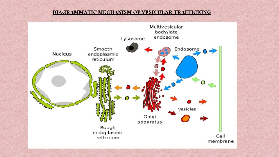 DIAGRAMMATIC MECHANISM OF VESICULAR TRAFFICKING 