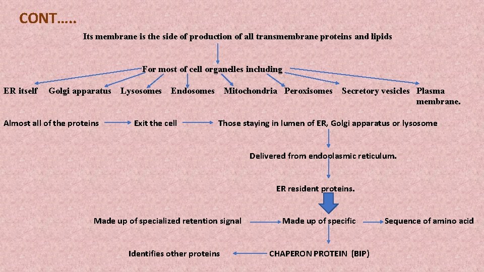 CONT…. . Its membrane is the side of production of all transmembrane proteins and