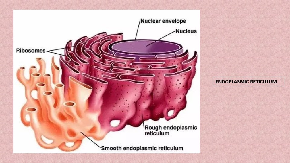 ENDOPLASMIC RETICULUM 