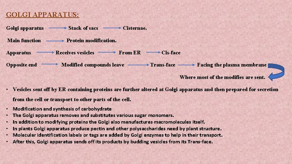 GOLGI APPARATUS: Golgi apparatus Main function Apparatus Opposite end Stack of sacs Cisternae. Protein