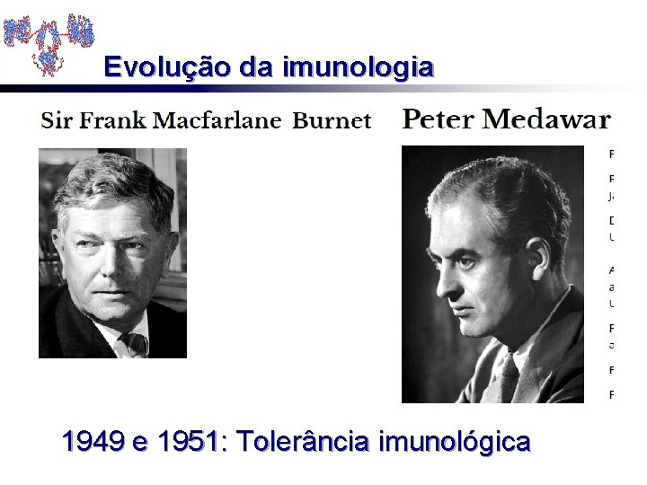 Evolução da imunologia 1949 e 1951: Tolerância imunológica 
