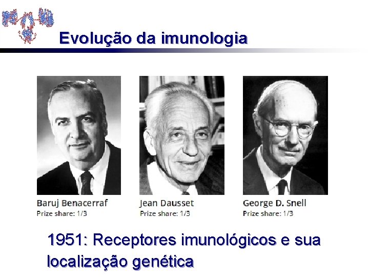 Evolução da imunologia 1951: Receptores imunológicos e sua localização genética 