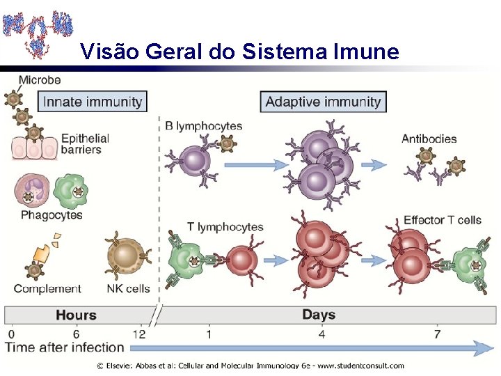 Visão Geral do Sistema Imune 