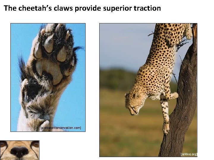 The cheetah’s claws provide superior traction [predatorconservation. com] [arkive. org] 