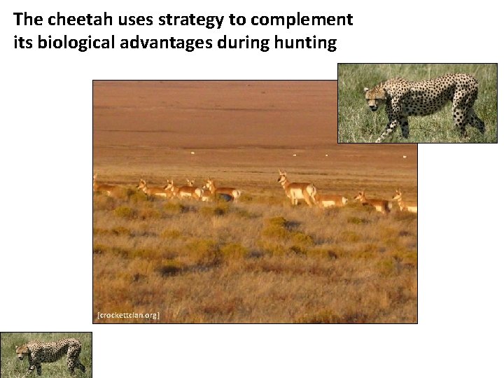 The cheetah uses strategy to complement its biological advantages during hunting [crockettclan. org] 