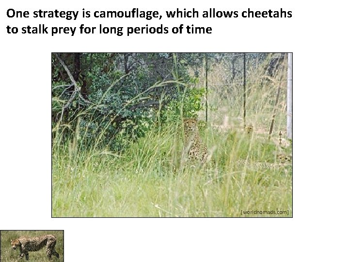 One strategy is camouflage, which allows cheetahs to stalk prey for long periods of