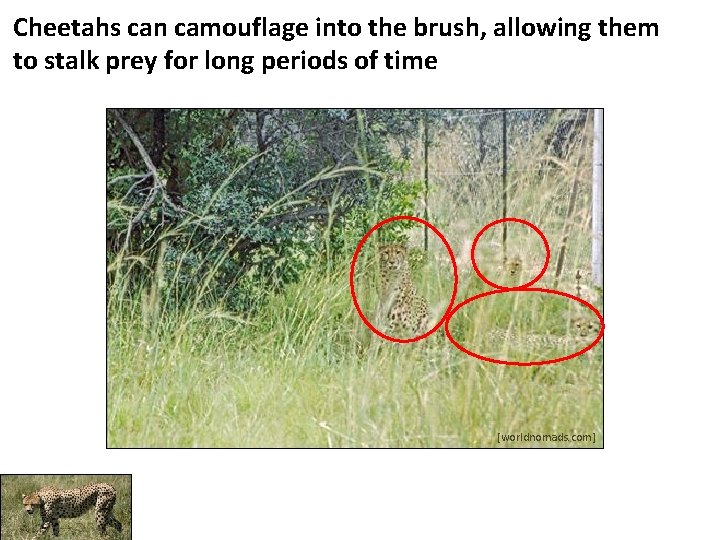Cheetahs can camouflage into the brush, allowing them to stalk prey for long periods
