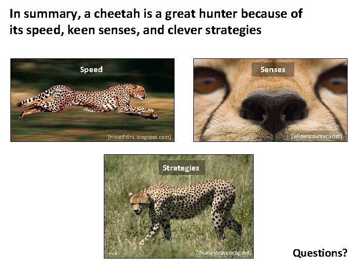 In summary, a cheetah is a great hunter because of its speed, keen senses,