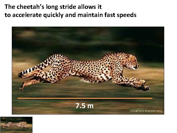 The cheetah’s long stride allows it to accelerate quickly and maintain fast speeds 7.