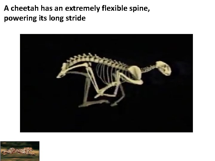 A cheetah has an extremely flexible spine, powering its long stride 