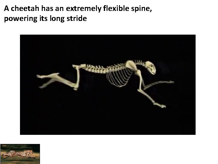 A cheetah has an extremely flexible spine, powering its long stride 