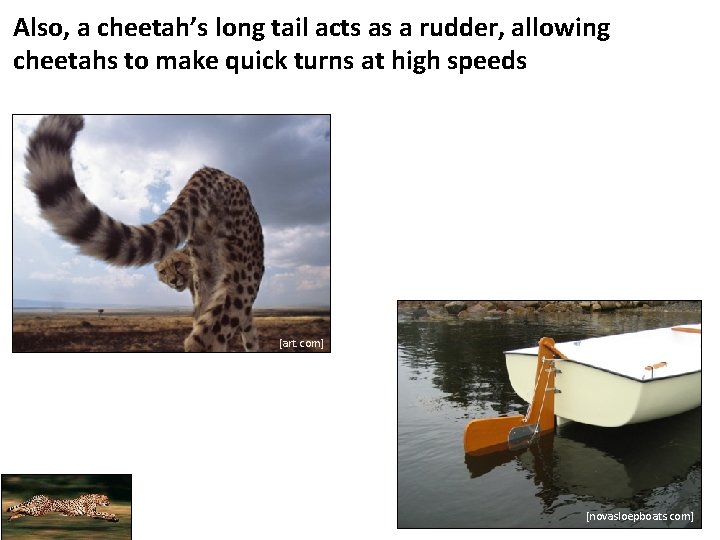 Also, a cheetah’s long tail acts as a rudder, allowing cheetahs to make quick