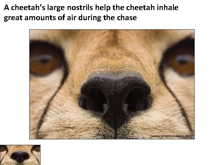A cheetah’s large nostrils help the cheetah inhale great amounts of air during the