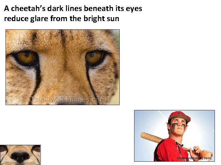 A cheetah’s dark lines beneath its eyes reduce glare from the bright sun [booksonbaseball.
