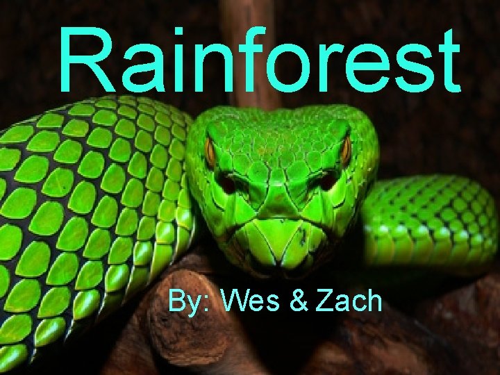 Rainforest By: Wes & Zach 
