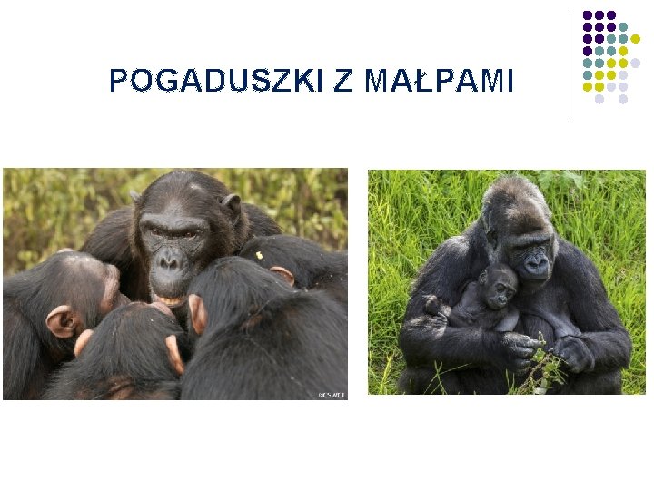 POGADUSZKI Z MAŁPAMI 