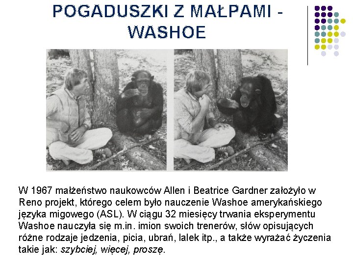 POGADUSZKI Z MAŁPAMI WASHOE W 1967 małżeństwo naukowców Allen i Beatrice Gardner założyło w