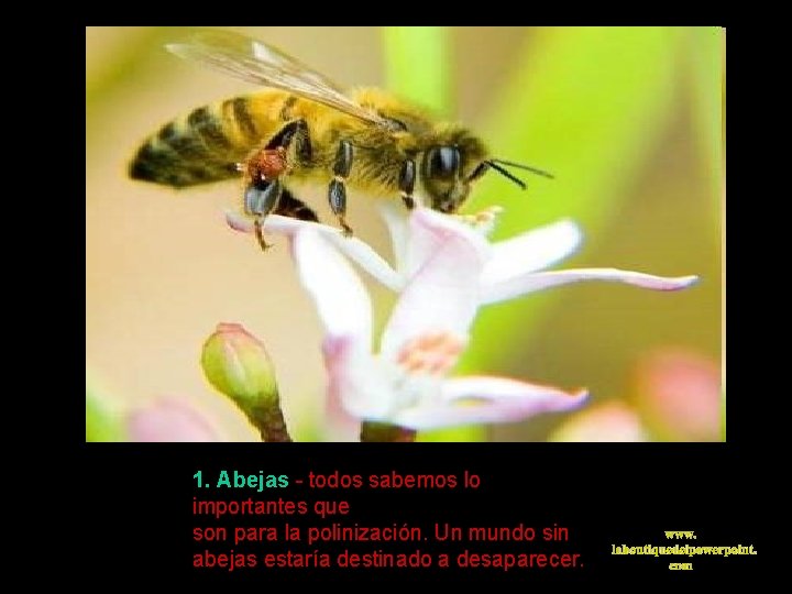 1. Abejas - todos sabemos lo importantes que son para la polinización. Un mundo