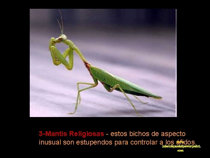 3 -Mantis Religiosas - estos bichos de aspecto www. inusual son estupendos para controlar