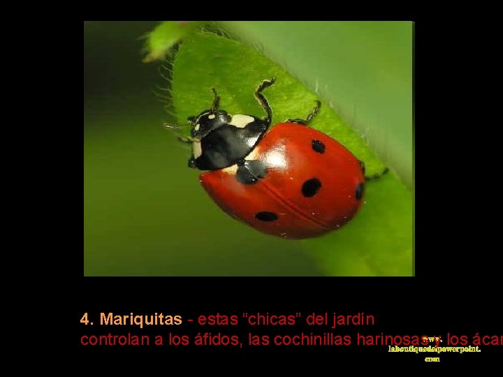 4. Mariquitas - estas “chicas” del jardín www. controlan a los áfidos, las cochinillas