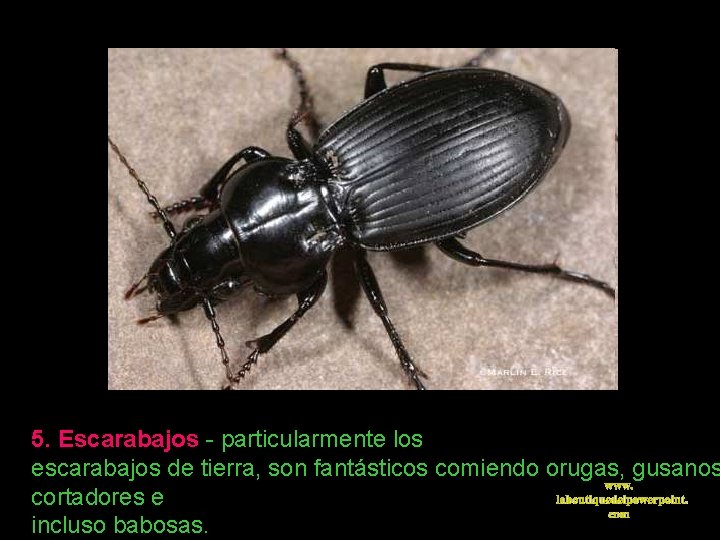 5. Escarabajos - particularmente los escarabajos de tierra, son fantásticos comiendo orugas, gusanos www.