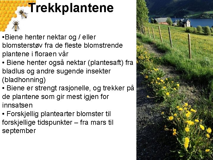 Trekkplantene • Biene henter nektar og / eller blomsterstøv fra de fleste blomstrende plantene