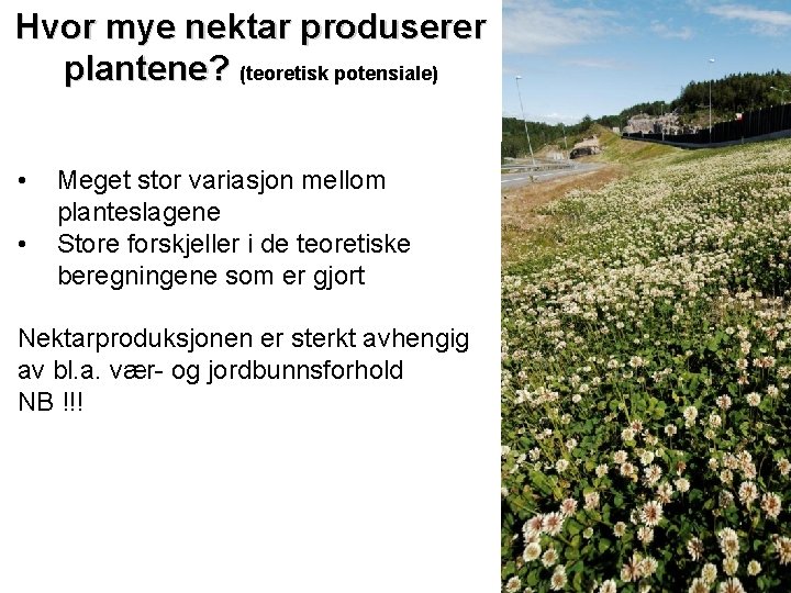 Hvor mye nektar produserer plantene? (teoretisk potensiale) • • Meget stor variasjon mellom planteslagene