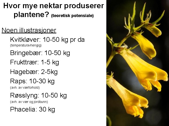 Hvor mye nektar produserer plantene? (teoretisk potensiale) Noen illustrasjoner Kvitkløver: 10 -50 kg pr