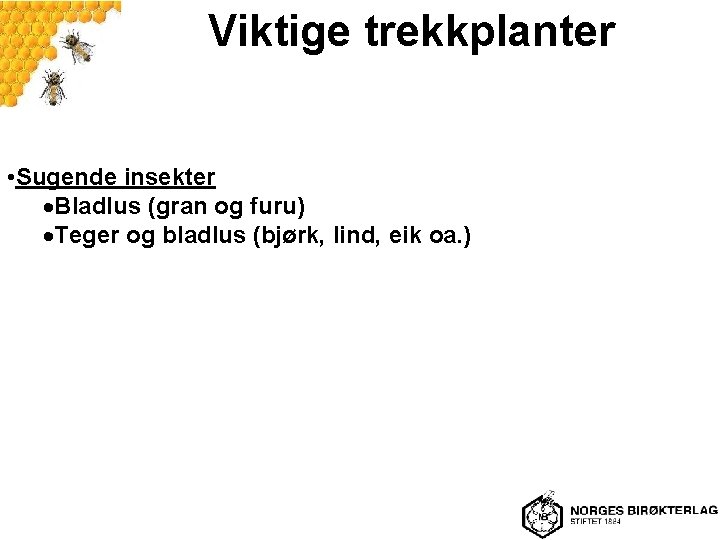 Viktige trekkplanter • Sugende insekter Bladlus (gran og furu) Teger og bladlus (bjørk, lind,